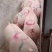 二元母猪母猪二元猪种猪公猪种公猪种母猪