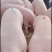 二元母猪母猪二元猪种猪公猪种公猪种母猪