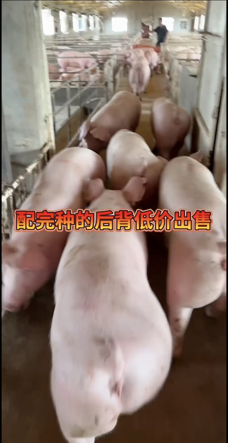 二元母猪母猪二元猪种猪公猪种公猪种母猪