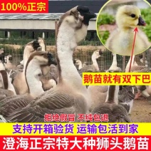 纯种狮头鹅活苗汕头纯种狮头鹅苗鹅苗正宗纯种狮头鹅苗
