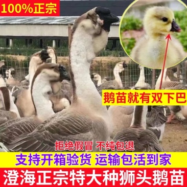 纯种狮头鹅活苗汕头纯种狮头鹅苗鹅苗正宗纯种狮头鹅苗