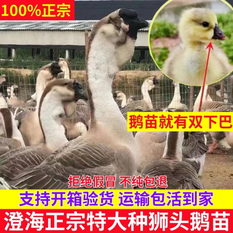 纯种狮头鹅活苗汕头纯种狮头鹅苗鹅苗正宗纯种狮头鹅苗