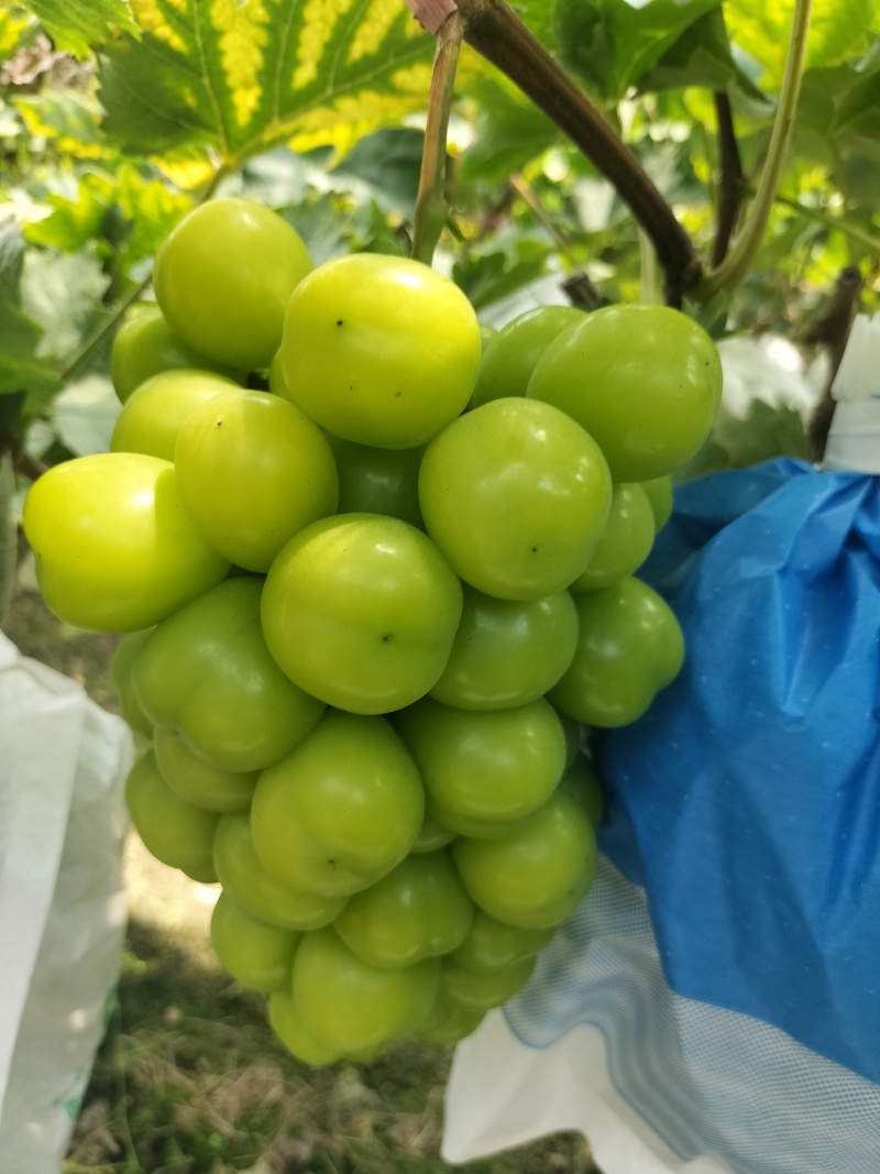 广西桂林阳光玫瑰、巨蜂葡萄大量上市