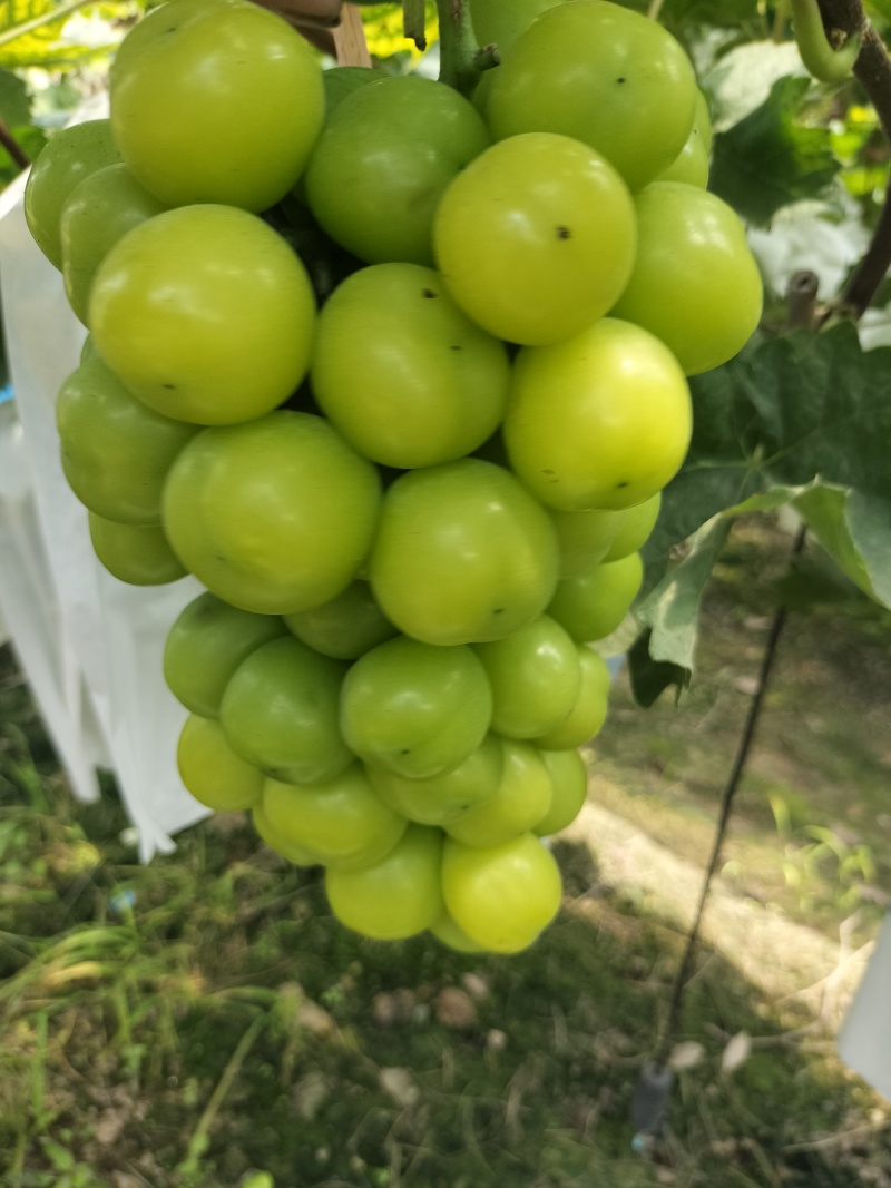 广西桂林阳光玫瑰、巨蜂葡萄大量上市