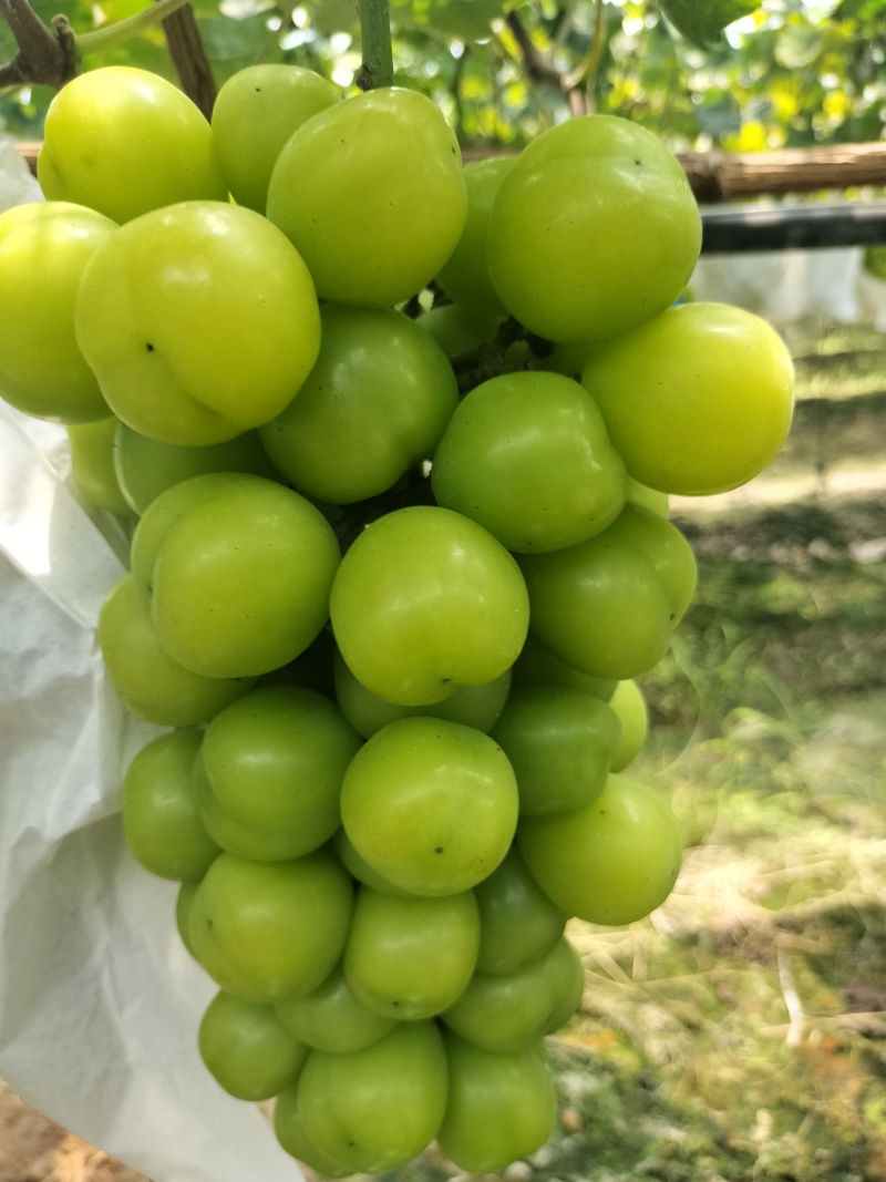 广西桂林阳光玫瑰、巨蜂葡萄大量上市