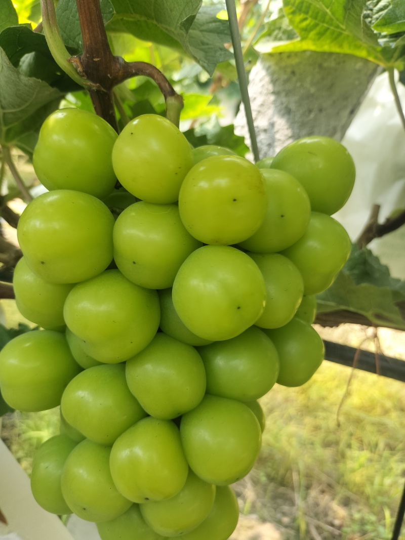 广西桂林阳光玫瑰、巨蜂葡萄大量上市