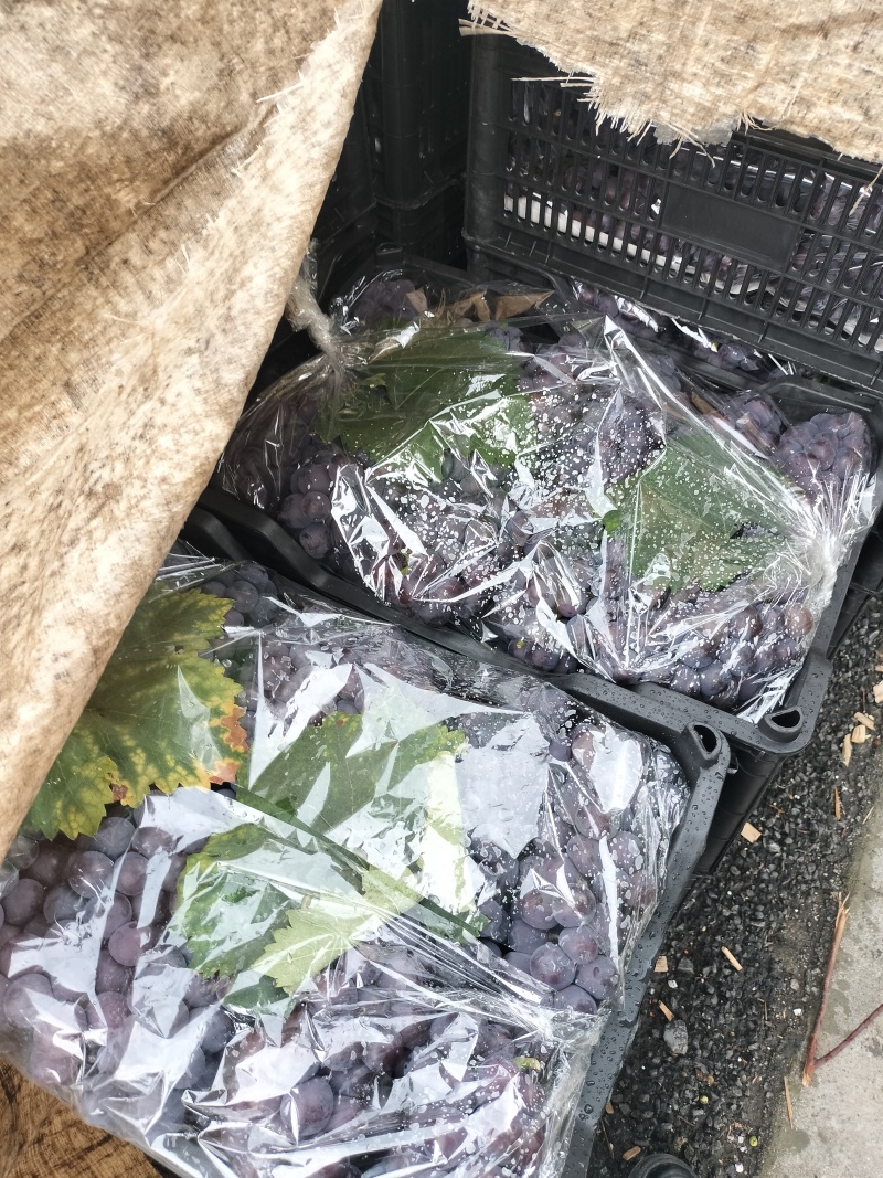 广西桂林阳光玫瑰、巨蜂葡萄大量上市