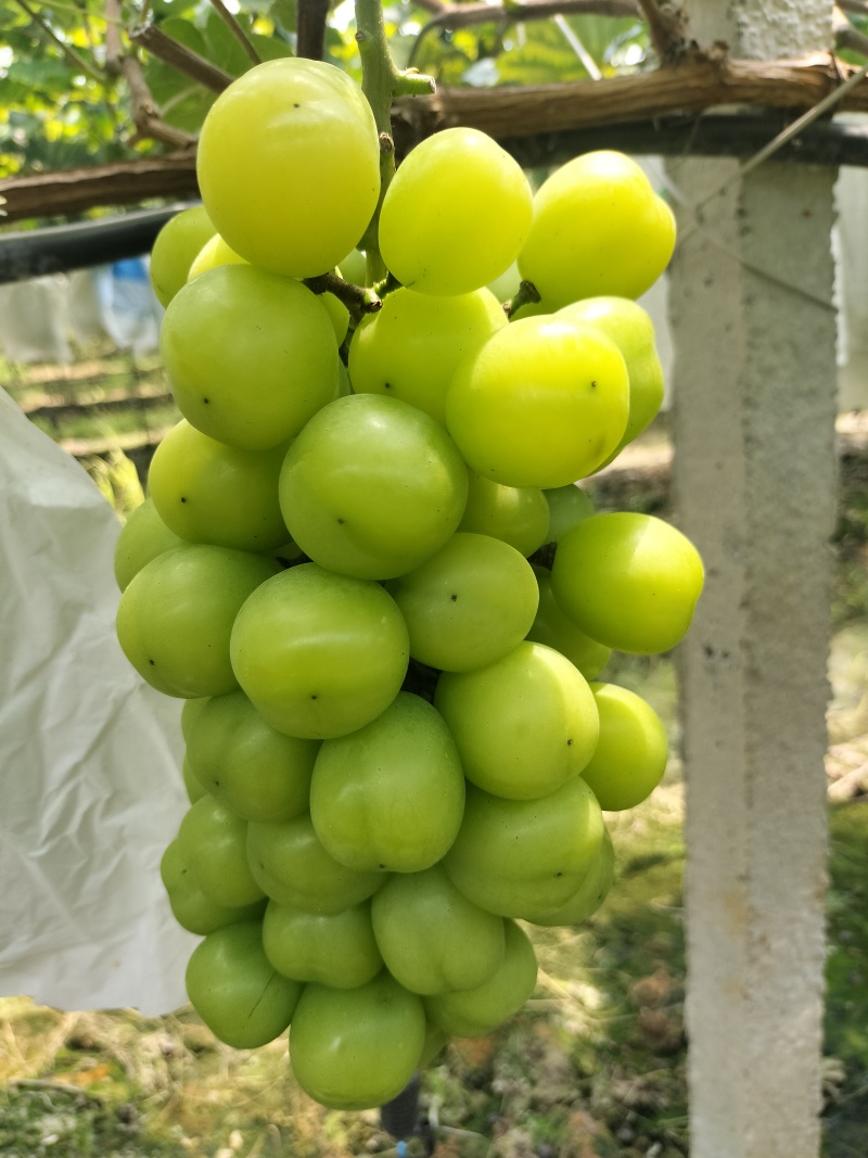 广西桂林阳光玫瑰、巨蜂葡萄大量上市