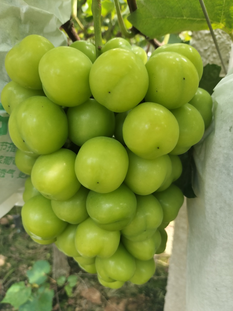 广西桂林阳光玫瑰、巨蜂葡萄大量上市