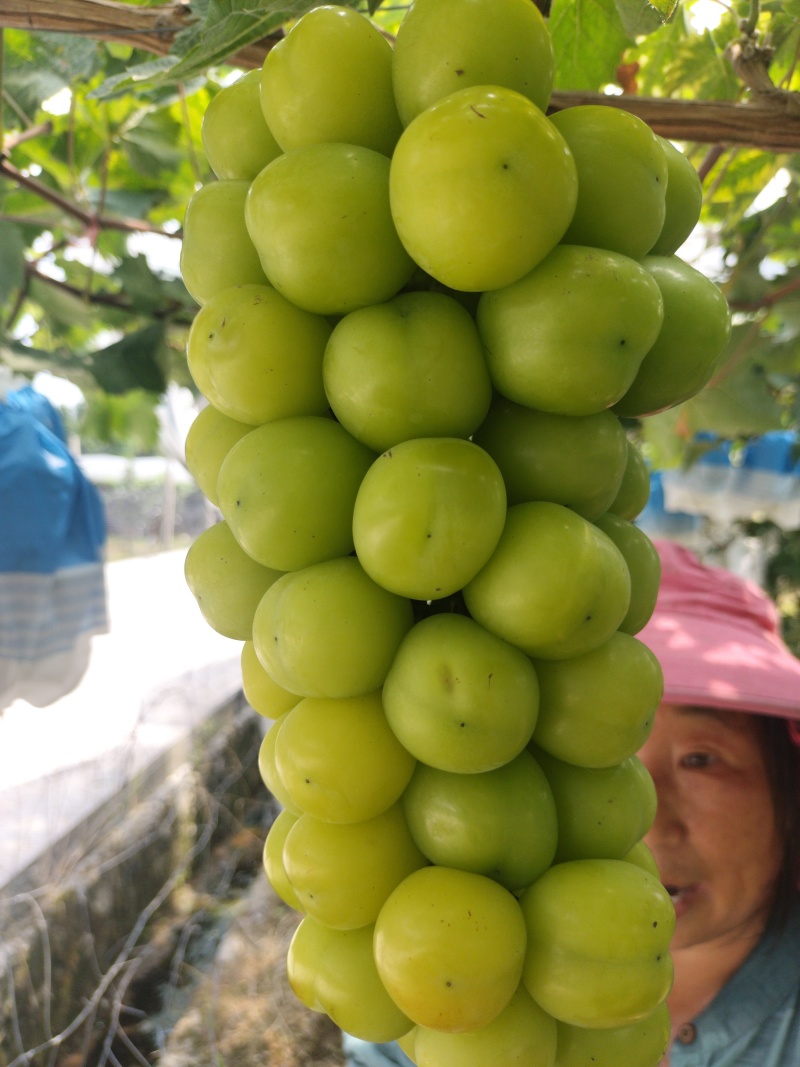 广西桂林阳光玫瑰、巨蜂葡萄大量上市