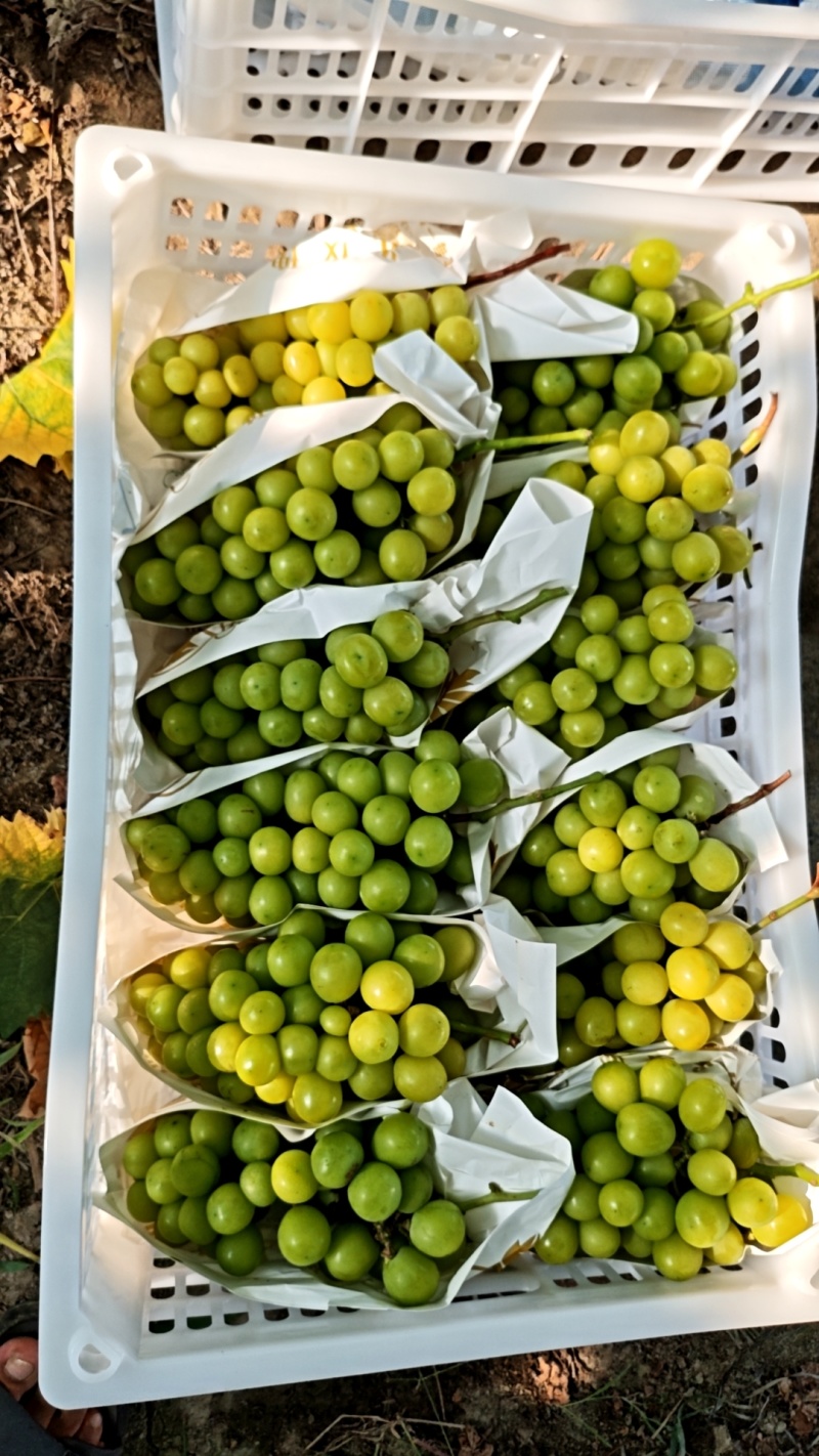 巨峰葡萄嘉兴本地老品种巨峰葡萄风味十足