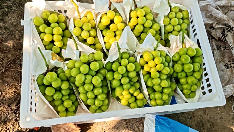 巨峰葡萄嘉兴本地老品种巨峰葡萄风味十足
