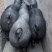 国寿黑母猪黑母猪黑金刚母猪种猪种母猪种公猪