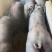国寿黑母猪黑母猪黑金刚母猪种猪种母猪种公猪