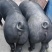 国寿黑母猪黑母猪黑金刚母猪种猪种母猪种公猪
