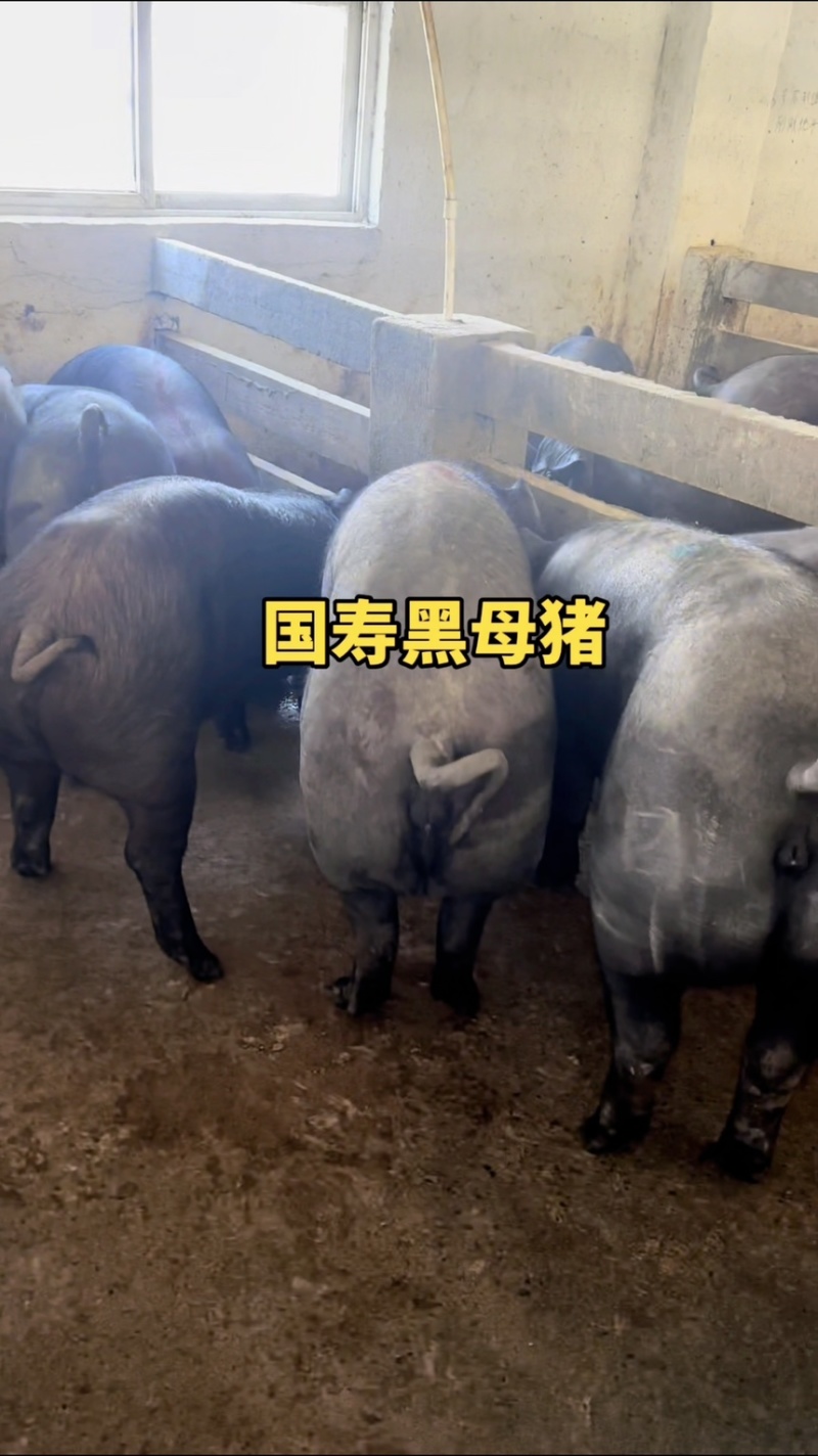 国寿黑母猪黑母猪黑金刚母猪种猪种母猪种公猪