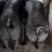 国寿黑母猪黑母猪黑金刚母猪种猪种母猪种公猪