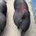 国寿黑母猪黑母猪黑金刚母猪种猪种母猪种公猪
