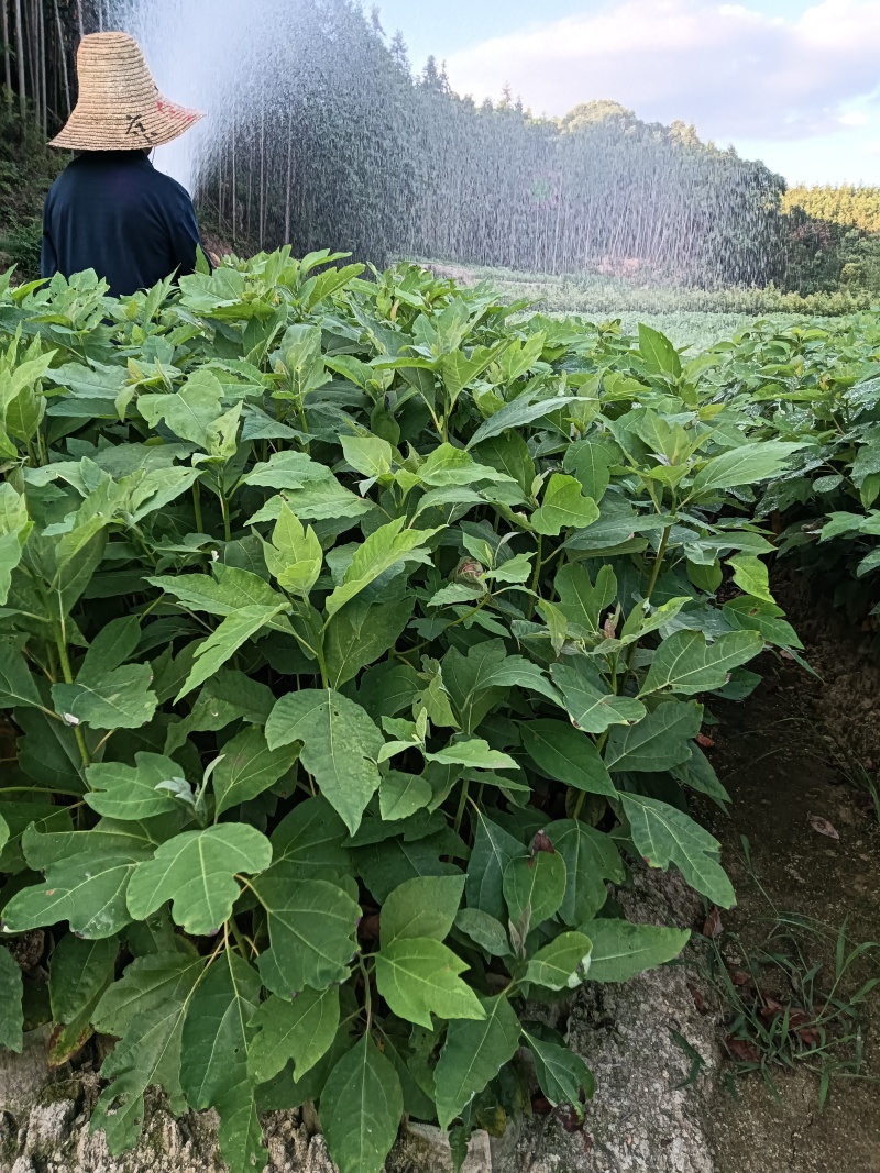 檫木杯苗基地直供常年供应规格齐全欢迎来电
