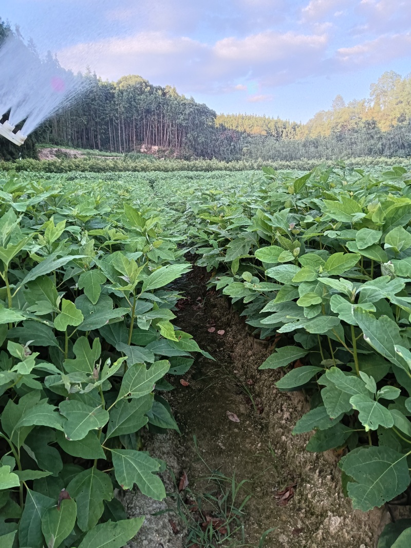檫木杯苗基地直供常年供应规格齐全欢迎来电