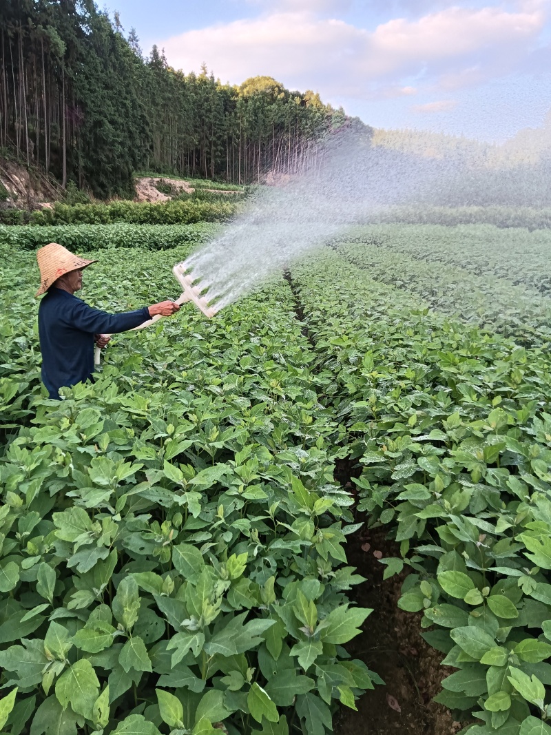 檫木杯苗基地直供常年供应规格齐全欢迎来电