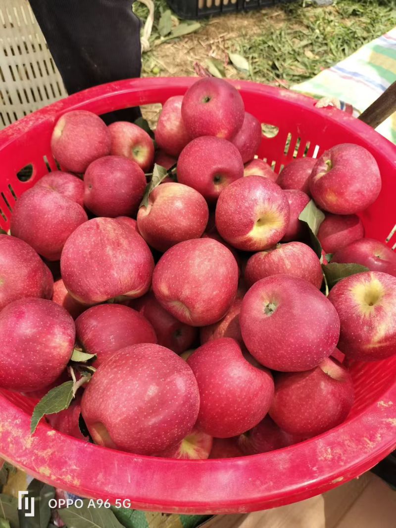 盐源苹果精品红嘎啦苹果产地直供量大从优全国发货
