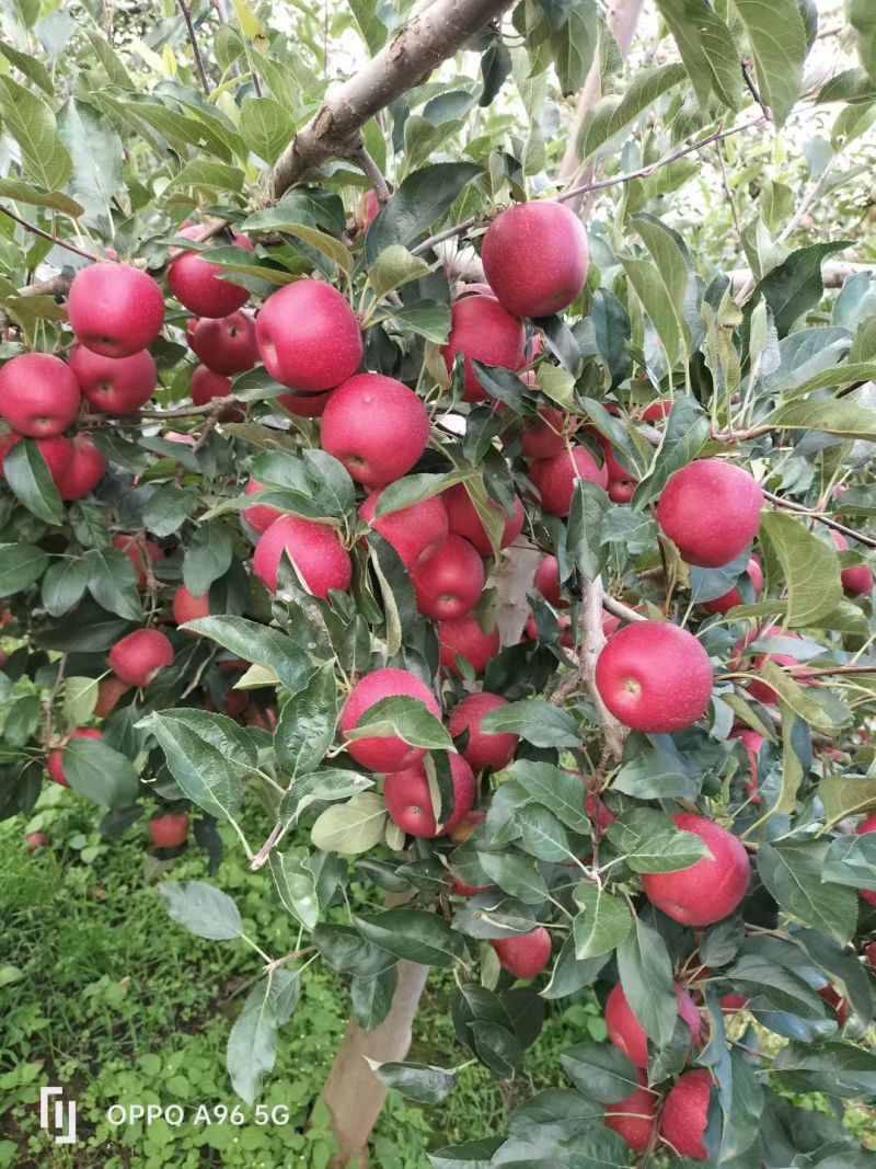 盐源苹果精品红嘎啦苹果产地直供量大从优全国发货