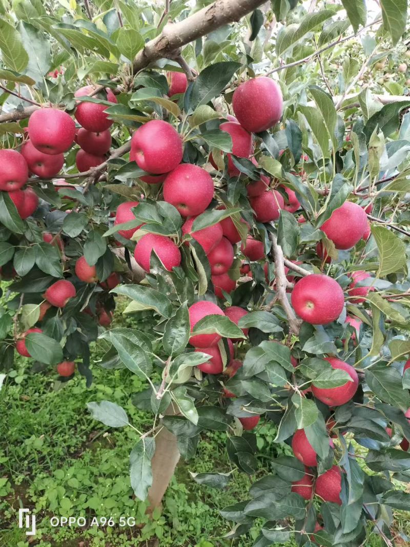 盐源苹果精品红嘎啦苹果产地直供量大从优全国发货