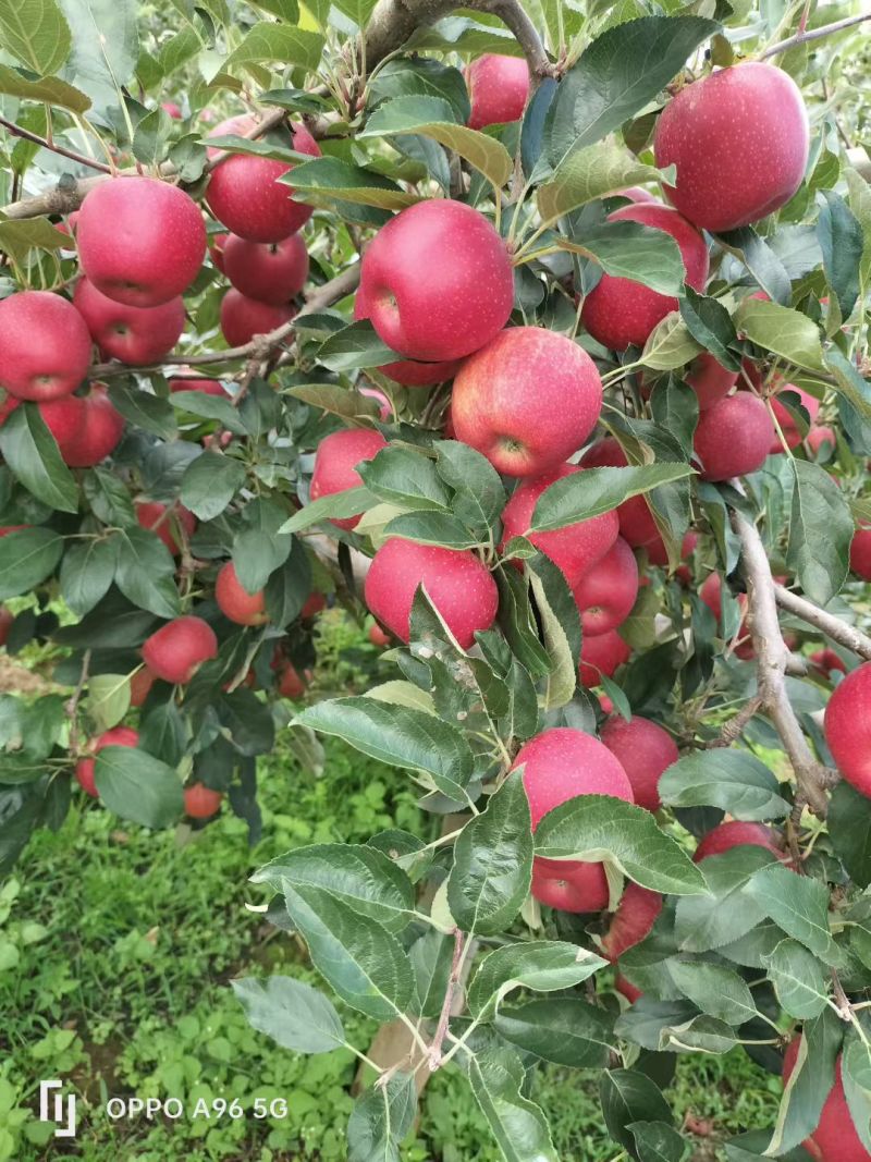盐源苹果精品红嘎啦苹果产地直供量大从优全国发货