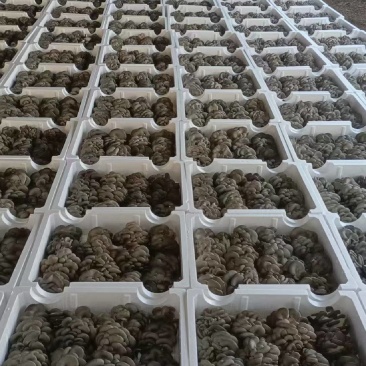 张家口鲜平菇蘑菇时令及时发好货优选，放心批