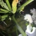淳化自家西葫芦