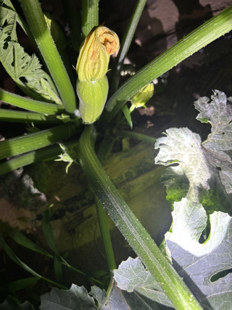 淳化自家西葫芦