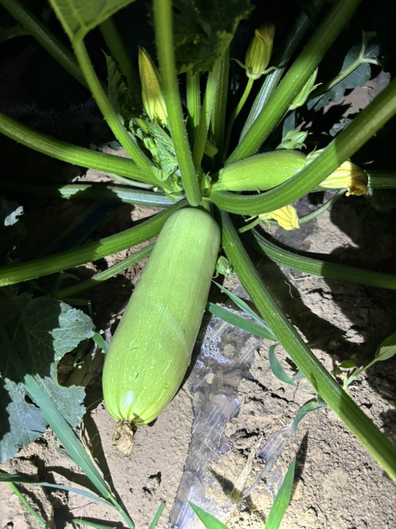 淳化自家西葫芦