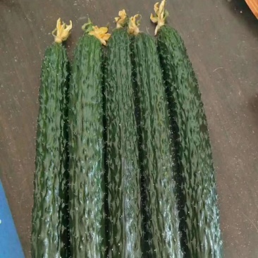 山东莘县黄瓜基地，货源充足，对接电商，食堂，工厂加工等、