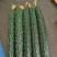 山东莘县黄瓜基地，货源充足，对接电商，食堂，工厂加工等、