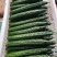 山东莘县黄瓜基地，货源充足，对接电商，食堂，工厂加工等、