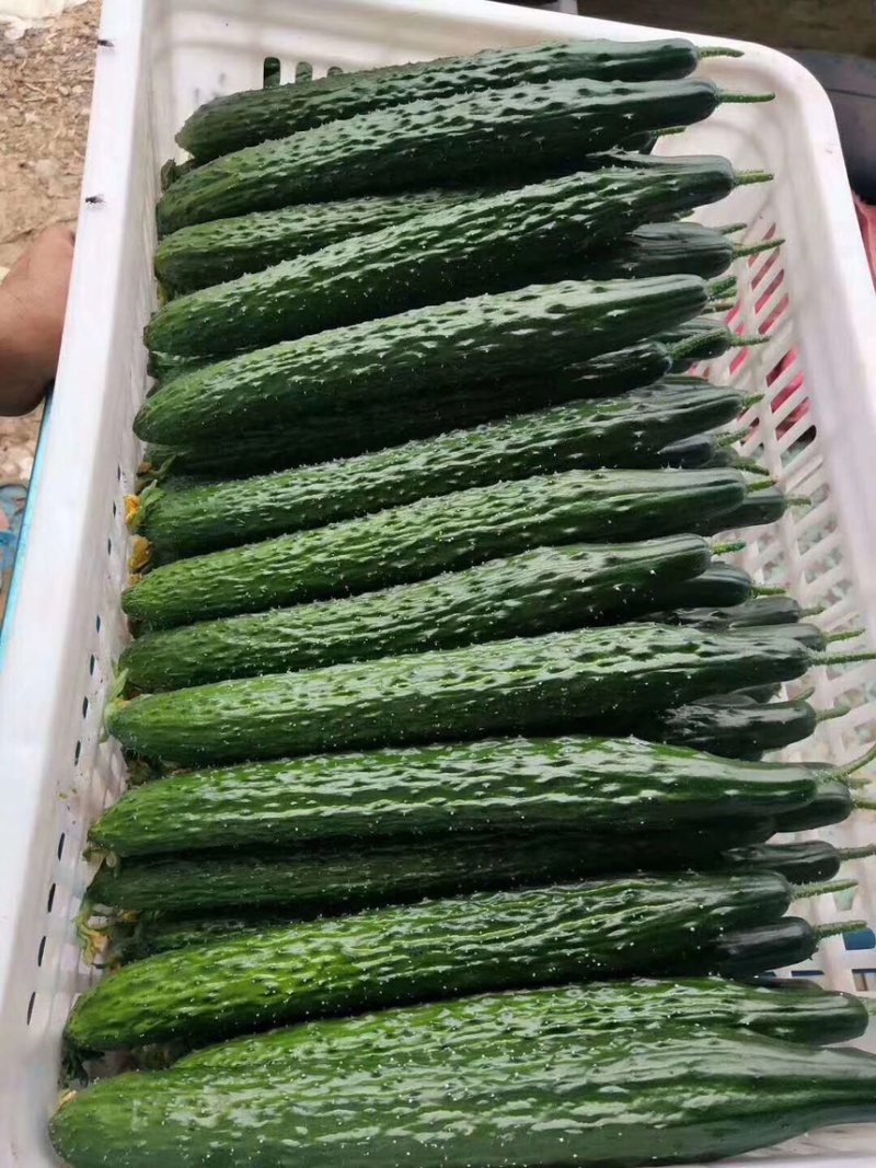 山东莘县黄瓜基地，货源充足，对接电商，食堂，工厂加工等、
