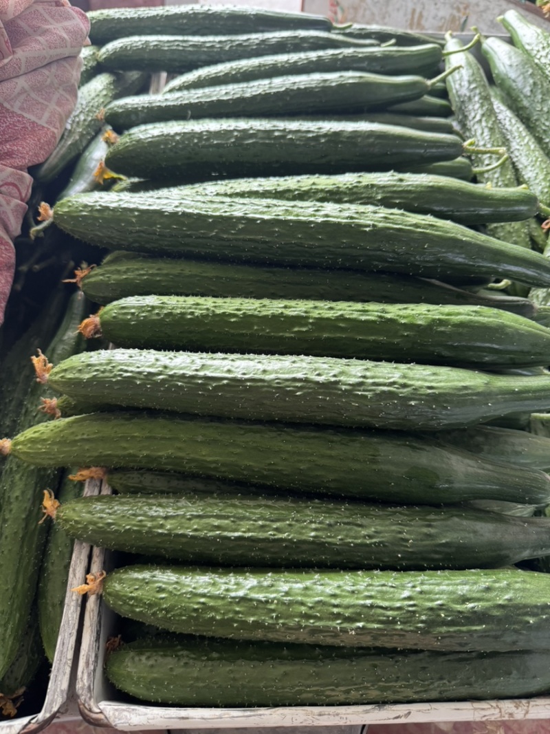 山东莘县黄瓜基地，货源充足，对接电商，食堂，工厂加工等、