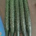 山东莘县黄瓜基地，货源充足，对接电商，食堂，工厂加工等、