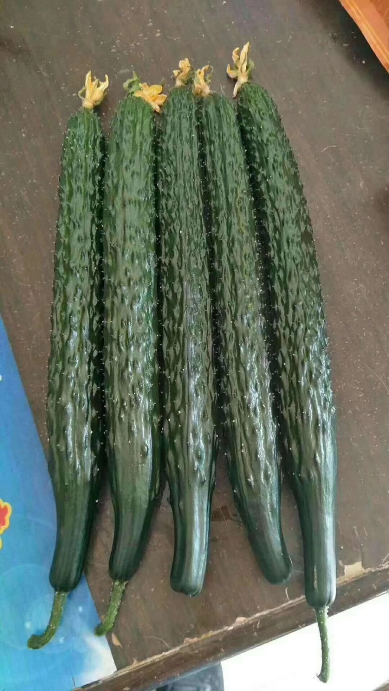 山东莘县黄瓜基地，货源充足，对接电商，食堂，工厂加工等、