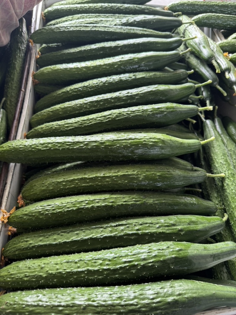 山东莘县黄瓜基地，货源充足，对接电商，食堂，工厂加工等、
