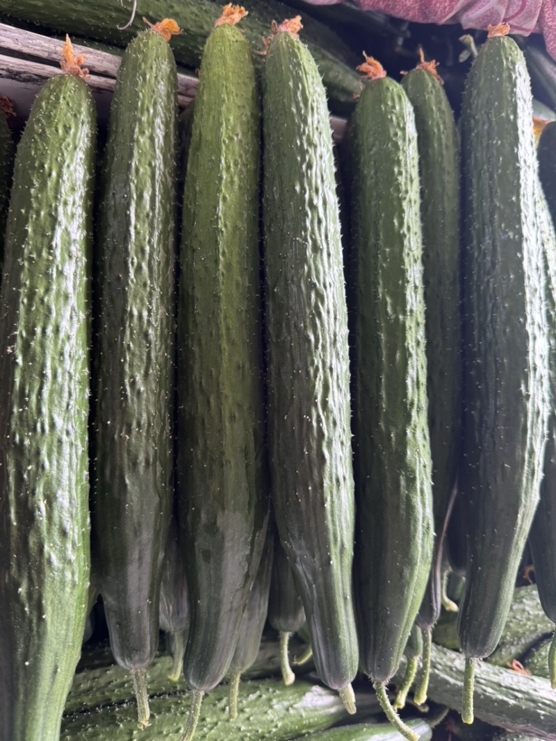 山东莘县黄瓜基地，货源充足，对接电商，食堂，工厂加工等、