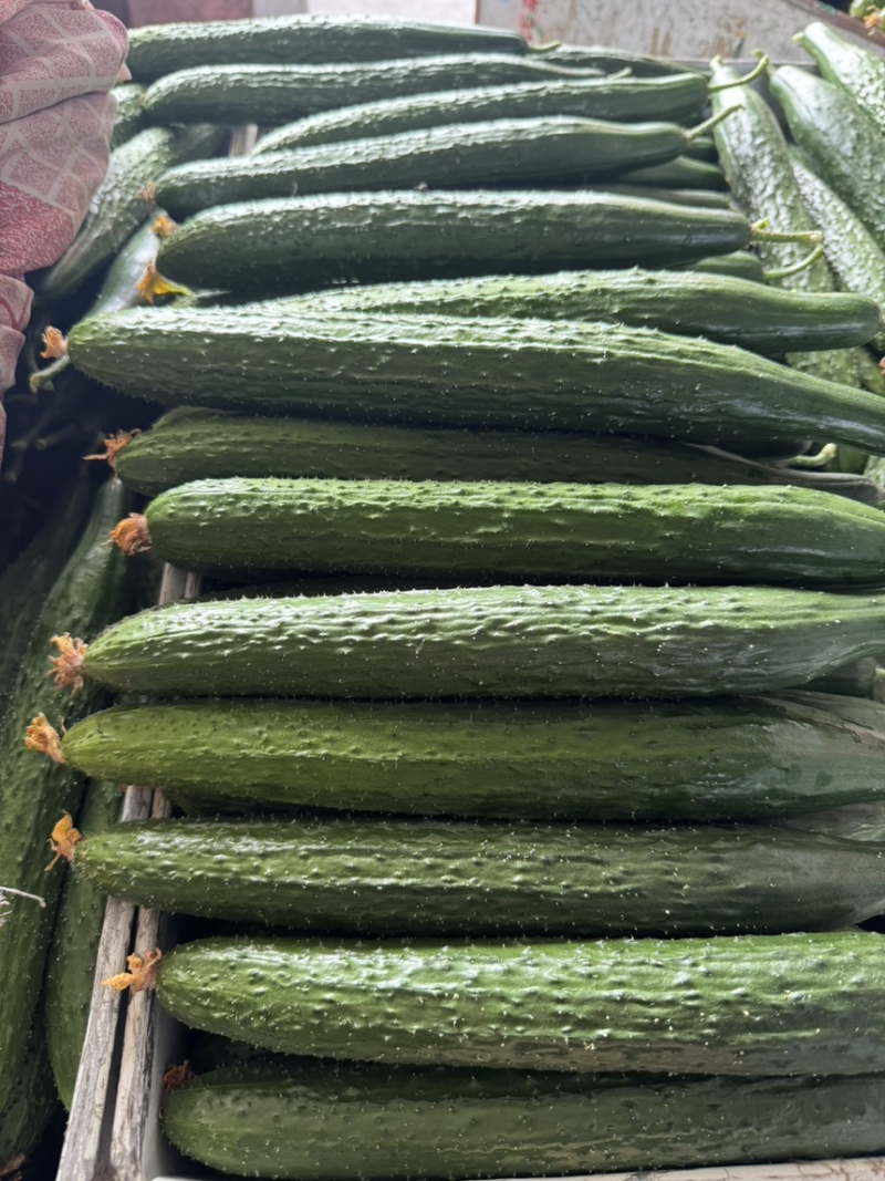 山东莘县黄瓜基地，货源充足，对接电商，食堂，工厂加工等、