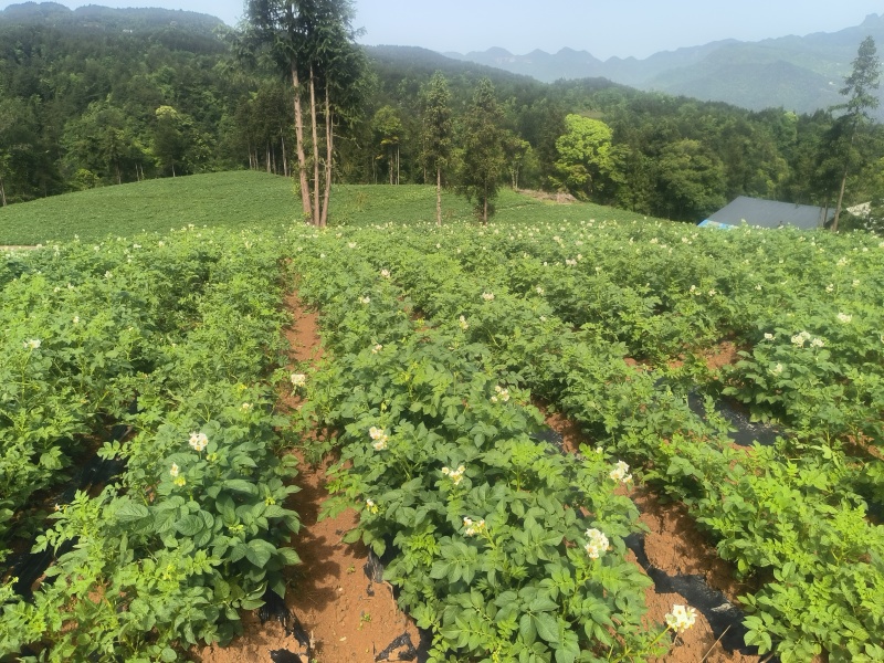 恩施马尔科新土豆湖北恩施小土豆产地直供全国发货电联