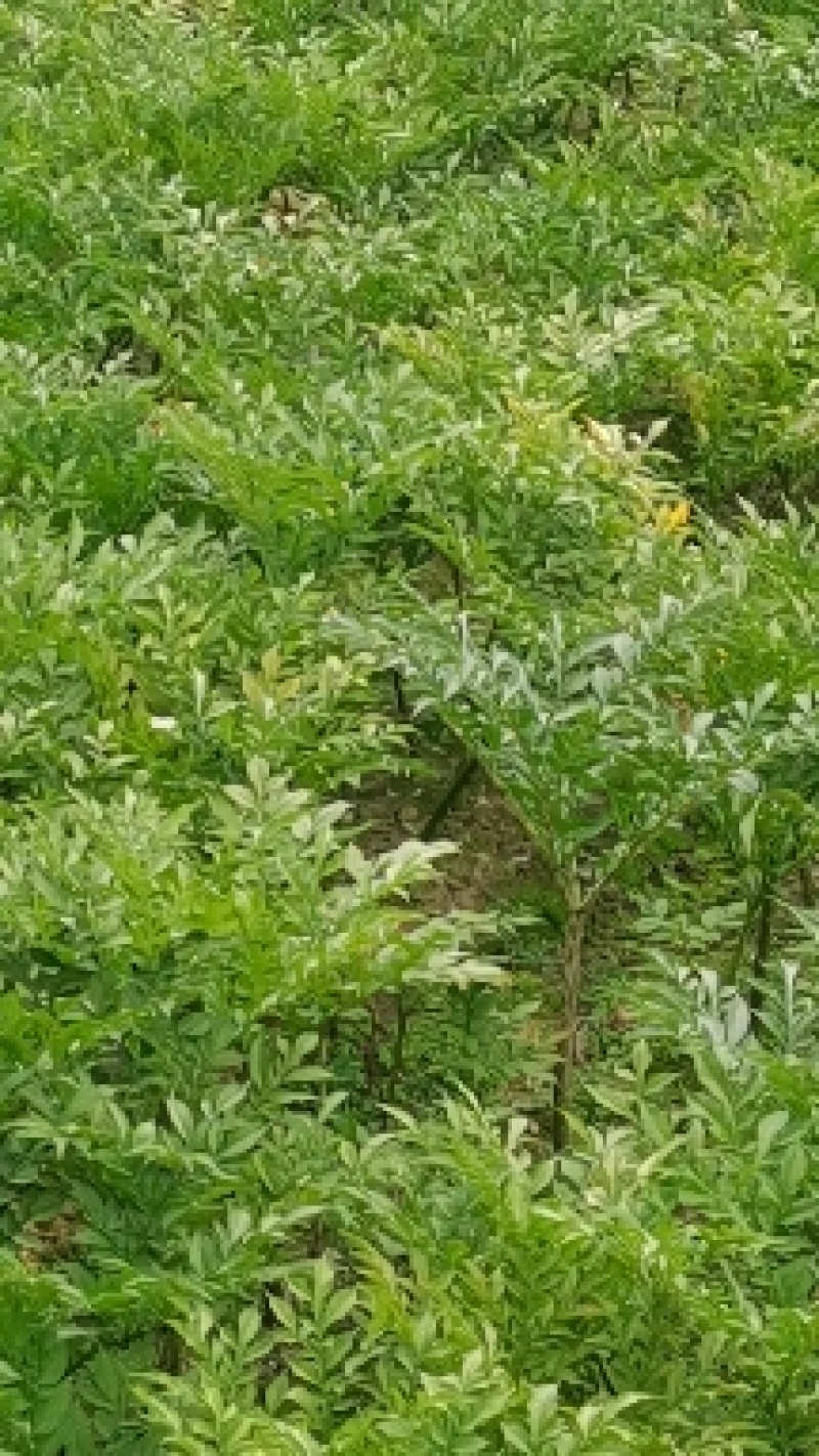 富硒魔芋