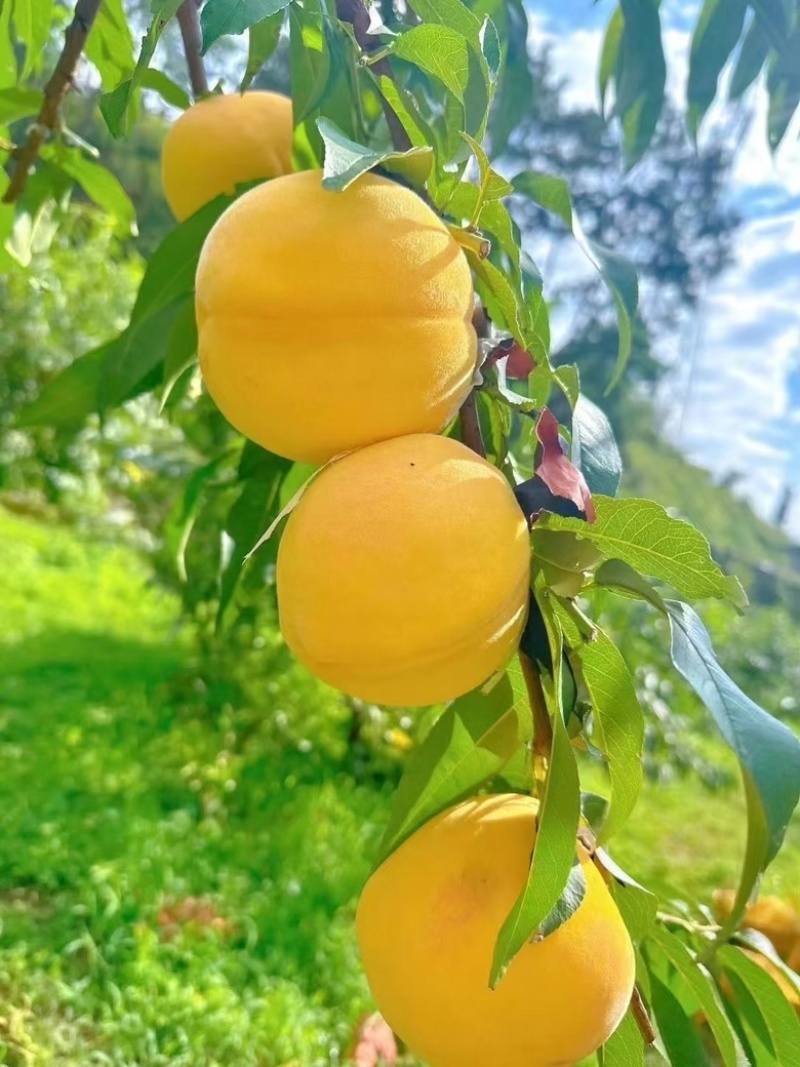 黄桃