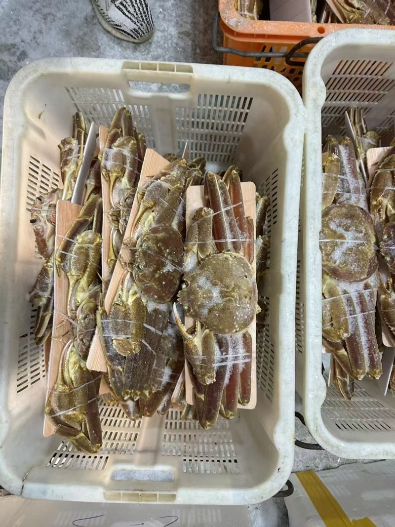 松叶蟹全规格产地直发量大价格可谈质量保证