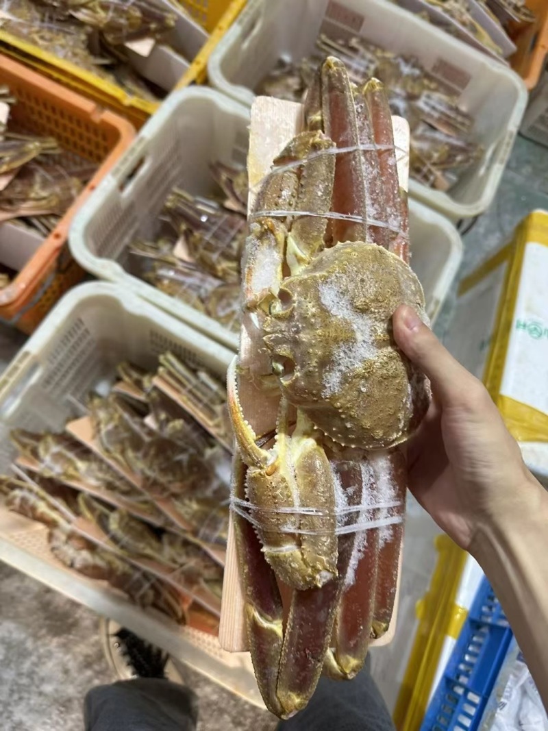 松叶蟹全规格产地直发量大价格可谈质量保证