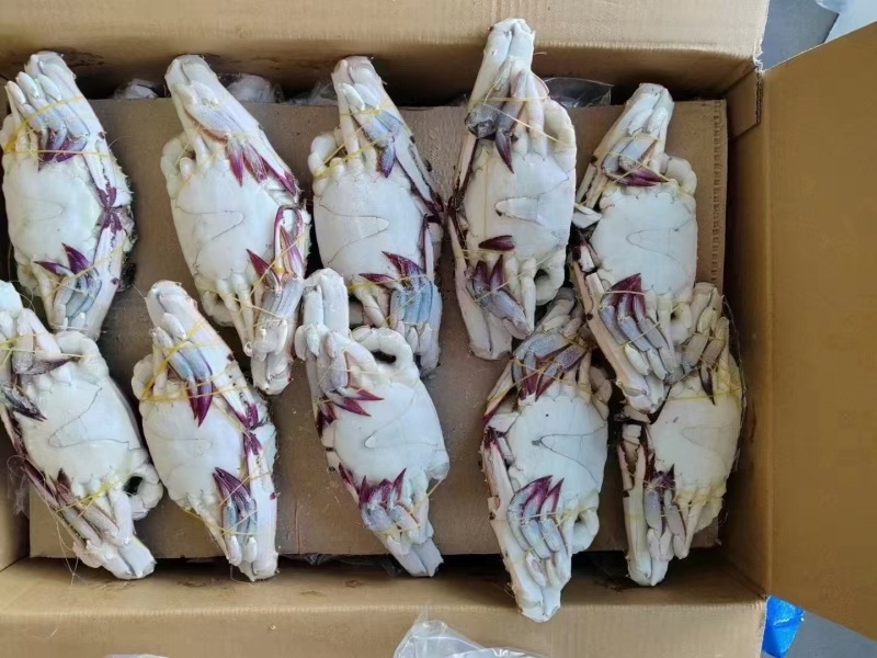 冷冻梭子蟹2-4两规格14元/斤