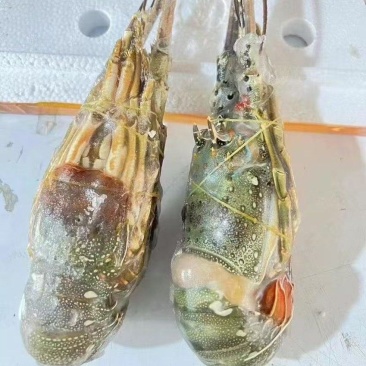 小青龙价格低各规格有货，对接批发市场，档口，电商，一件代